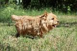 NORWICH TERRIER 026